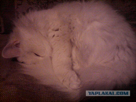 Котовторник 31.03.2015