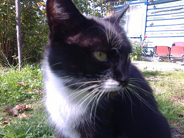 Котовторник