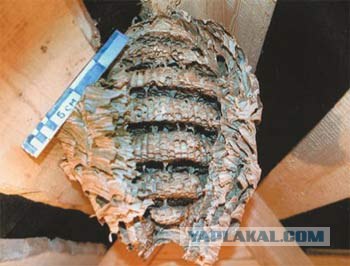 Новые "жильцы" в общежитии