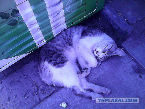 Котовторник  21.07.2015