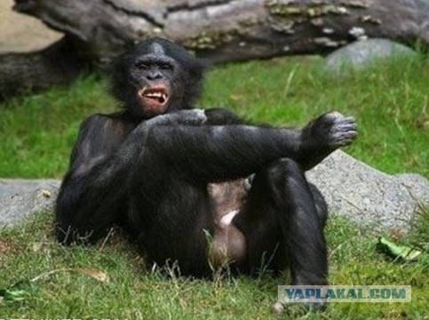 О мужиках на Япе, А я, как оказалось, ипанутая