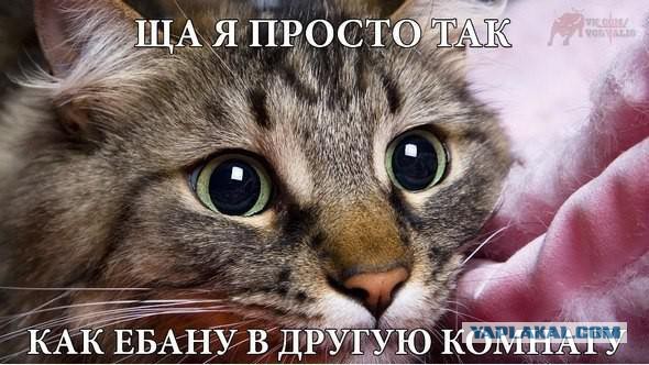 Веселые картинки