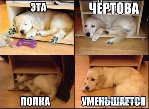 Смешные комментарии из соц. сетей 28.10.15