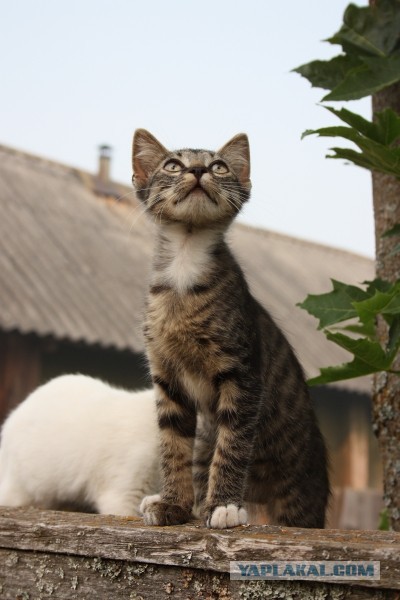 Котовторник  10.11.2015