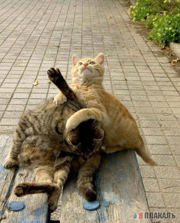 Коты, кошки, котята