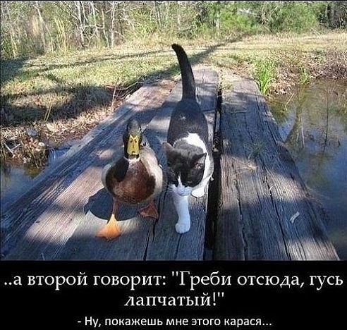 Абсурдный юмор ч.7