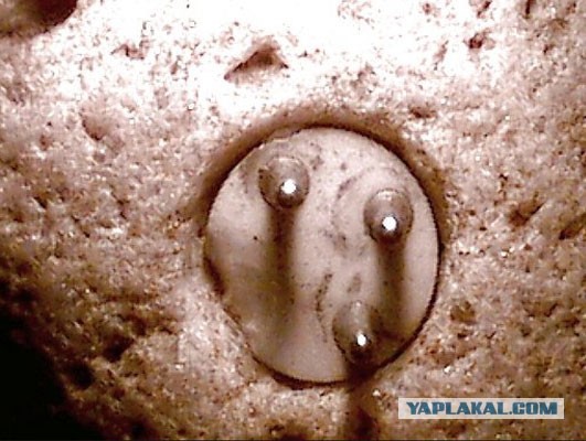 Кто жил на ЭТОЙ планете до нас?