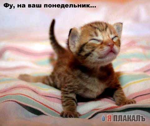 Коты, кошки, котята