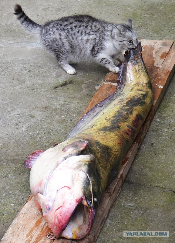 "Когда кот мешает готовить рыбу..."