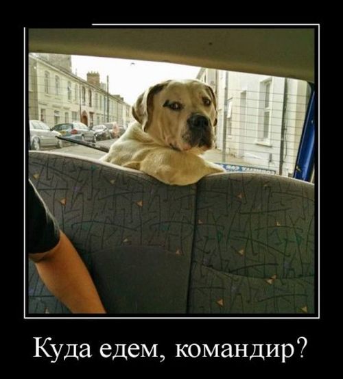 Картинки из сети