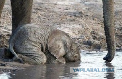 Жарко! Дружною толпой - на водопой!