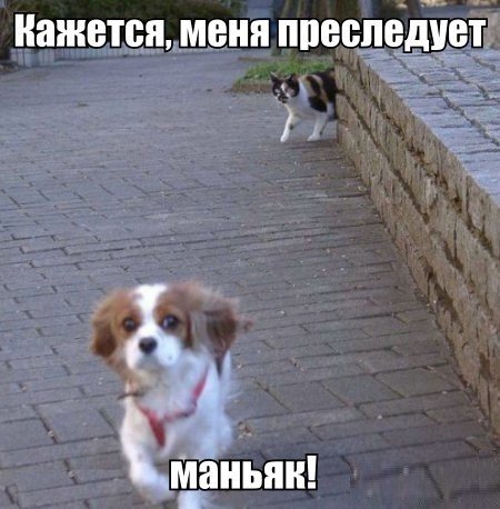 Прикольные животные