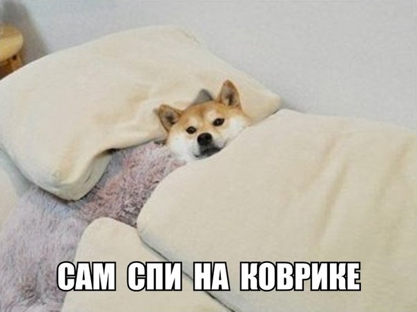 Прикольные животные
