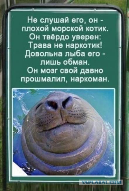 Победители конкурса самых смешных фотографий дикой природы 2016