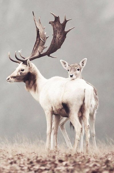 Самые смешные животные