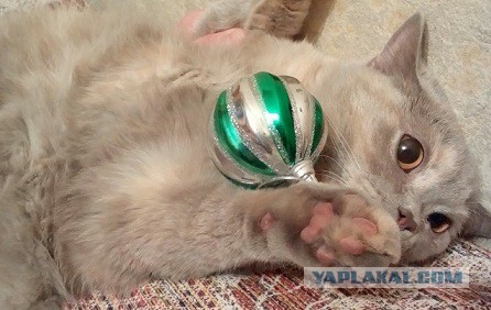 Коты против Рождества или почему новогодние праздники являются любимым временем кошачьих