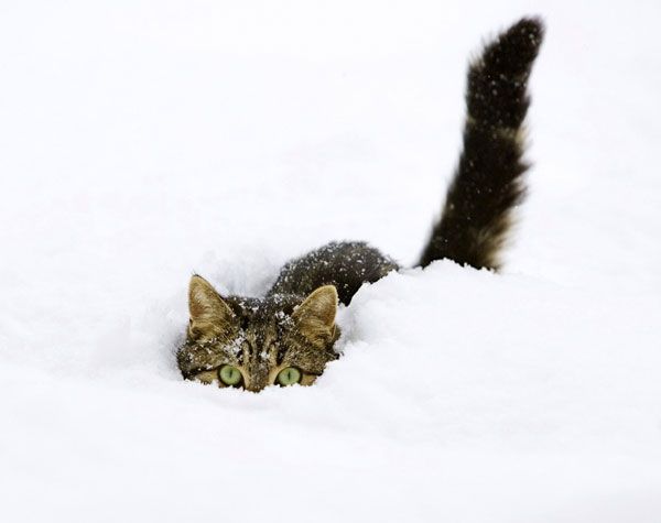 ГЛАГОЛящие коты