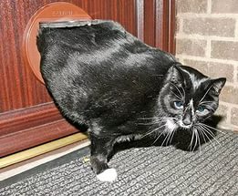 "Это все потому, что кто-то слишком много ест!"