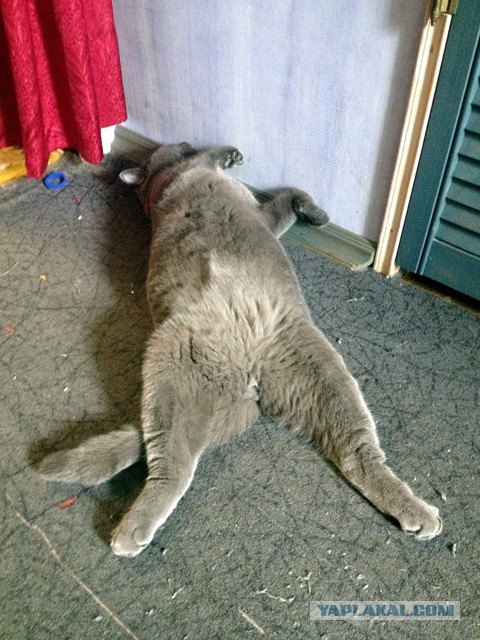 Котовторник 14.03.2017