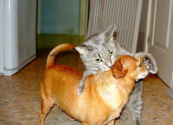 Живность из сети