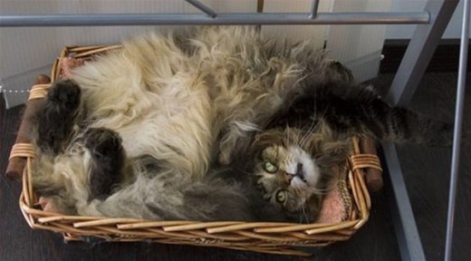Коты и Кошки