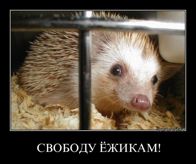 Счастья всем мировым ежам!