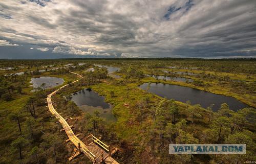 Как обустроить болото