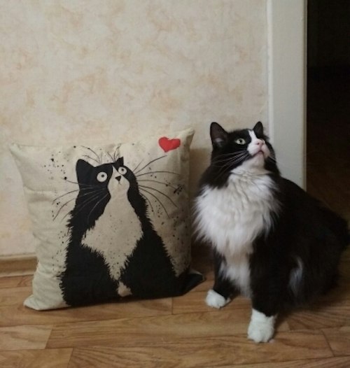 Коты и Кошки