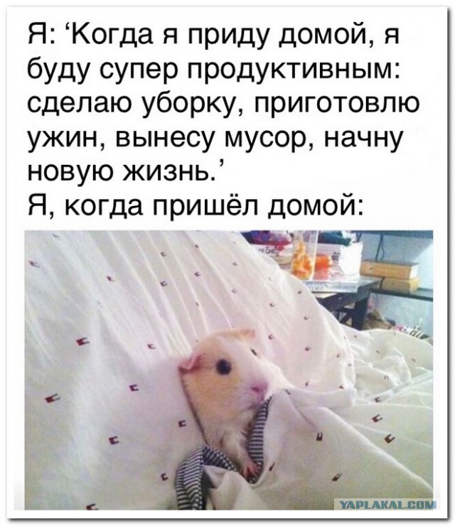 Забавные комментарии из социальных сетей
