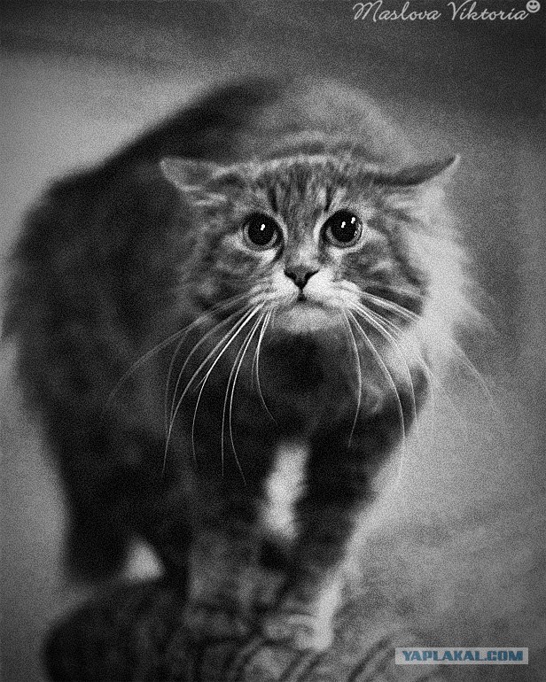 Котовторник на ЯПлакалъ