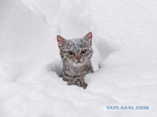 Котовторнику Да (09.12.08)