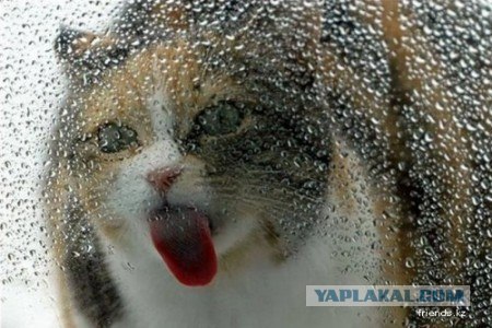 Забыли котовторник? А вот он!