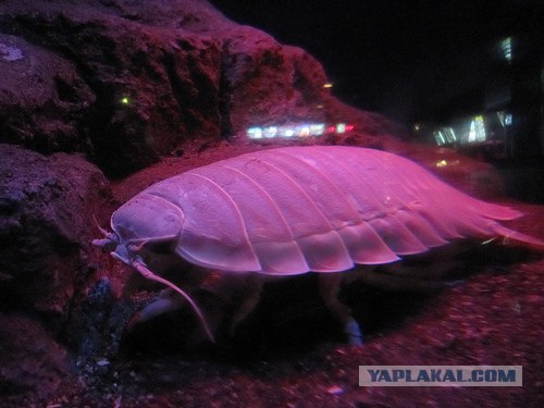 Однажды они захватят мир (не для нервных) 10 фото