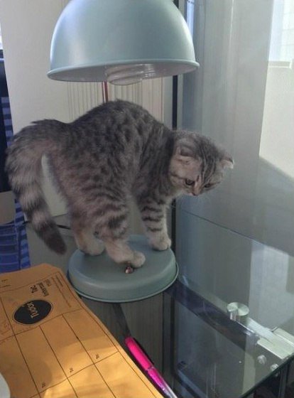 Немного милоты