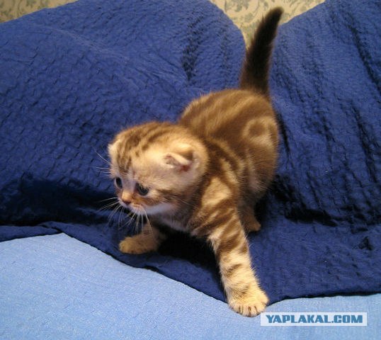 Ну и где ваш котовторник?