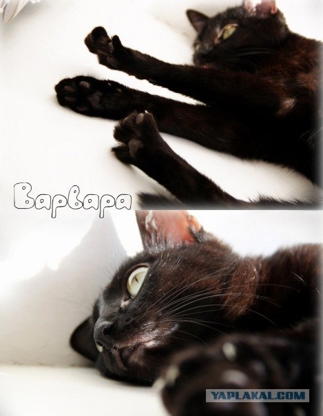 Котовторник (31.01.2012)