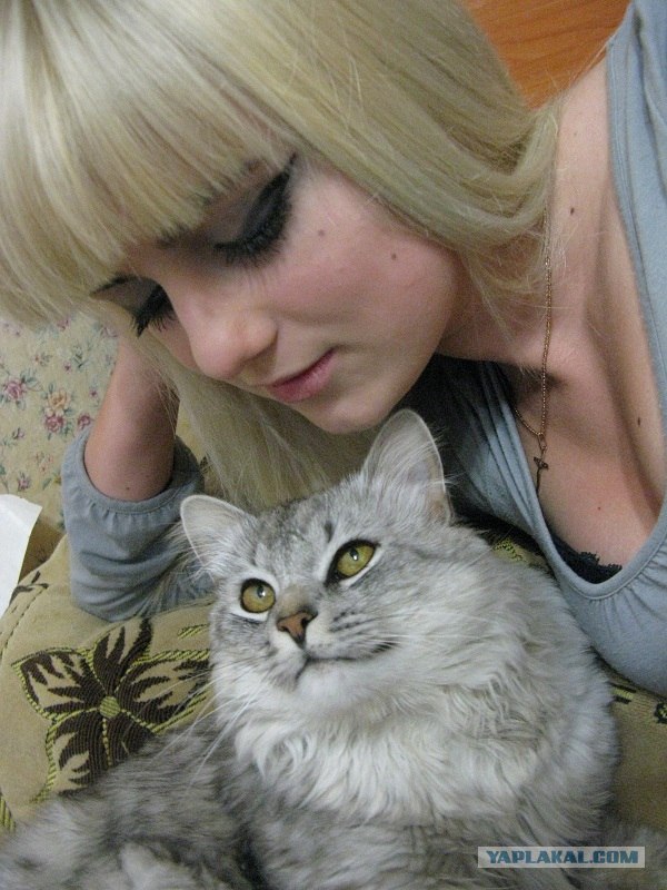 Котовторник (07.02.2012)