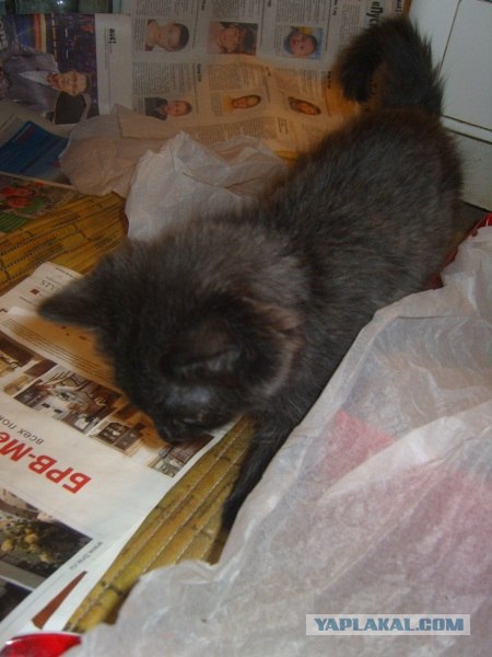 Котовторник (21.02.2012)