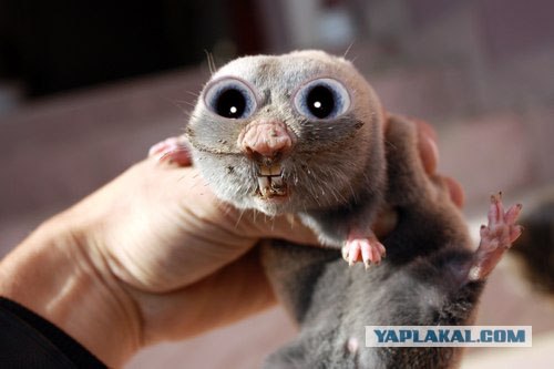 Пойманый крот