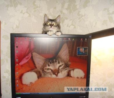 Котовторник 29.05.2012