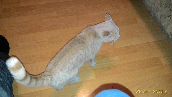 Тема про несчастного кота, в которой всем хорошим людям автор показывает сиськи!2