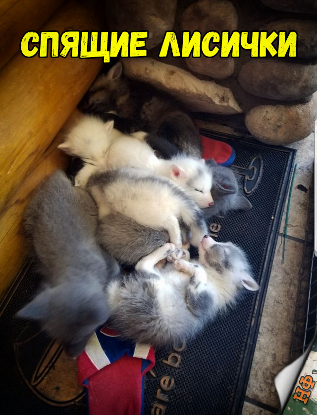 Милые животные. Мимиметр сломался