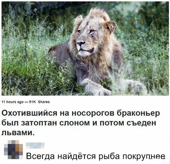 Нестандартный юмор
