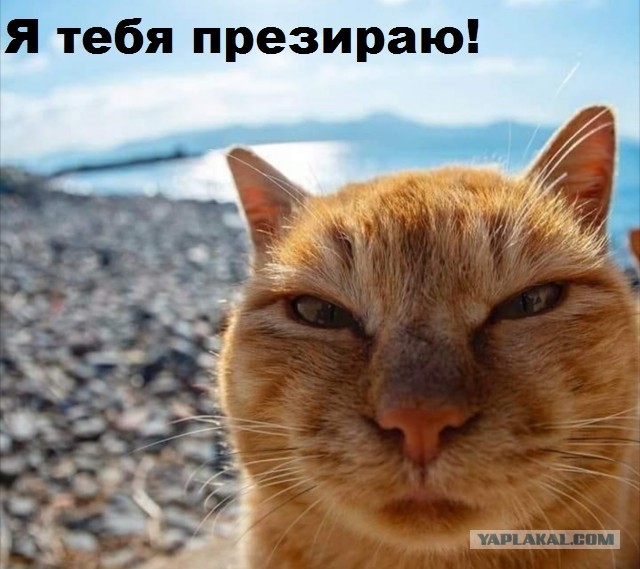Друзья! Останусь я лучше с народом, просто Пашкетом, ну его , этот шоубизнес..