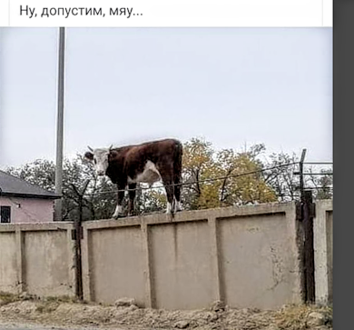 Картинки с надписями, истории и анекдоты 13.09.19