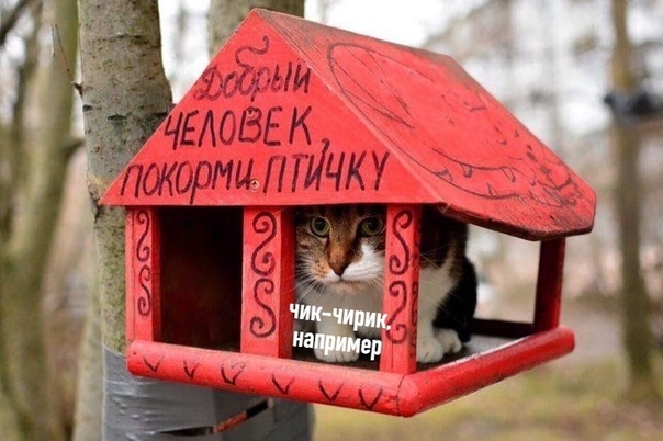 Чуток картинок 15.02.20