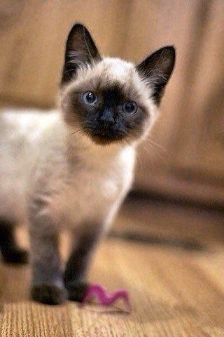 Эти забавные животные
