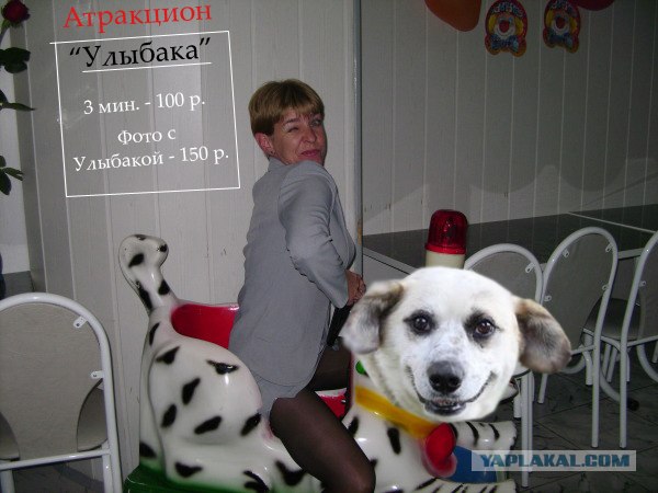 Фотожаба: Собака-улыбака