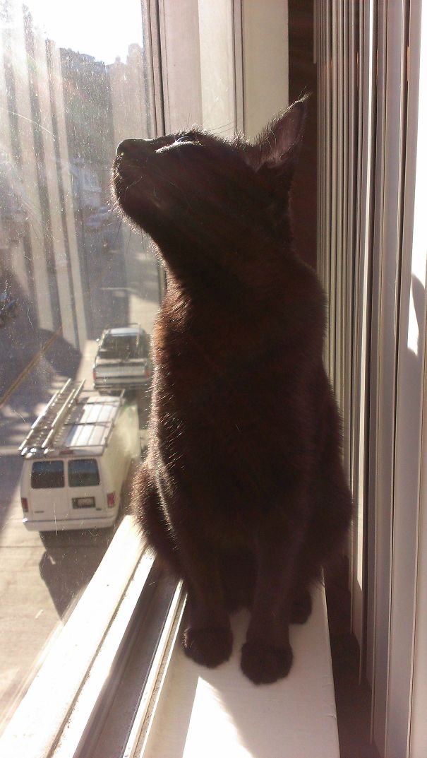 Котейки и солнышко