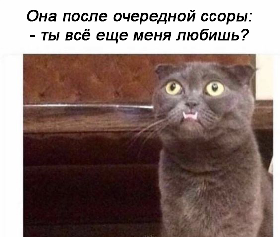 11 мемасиков про животных и отношения